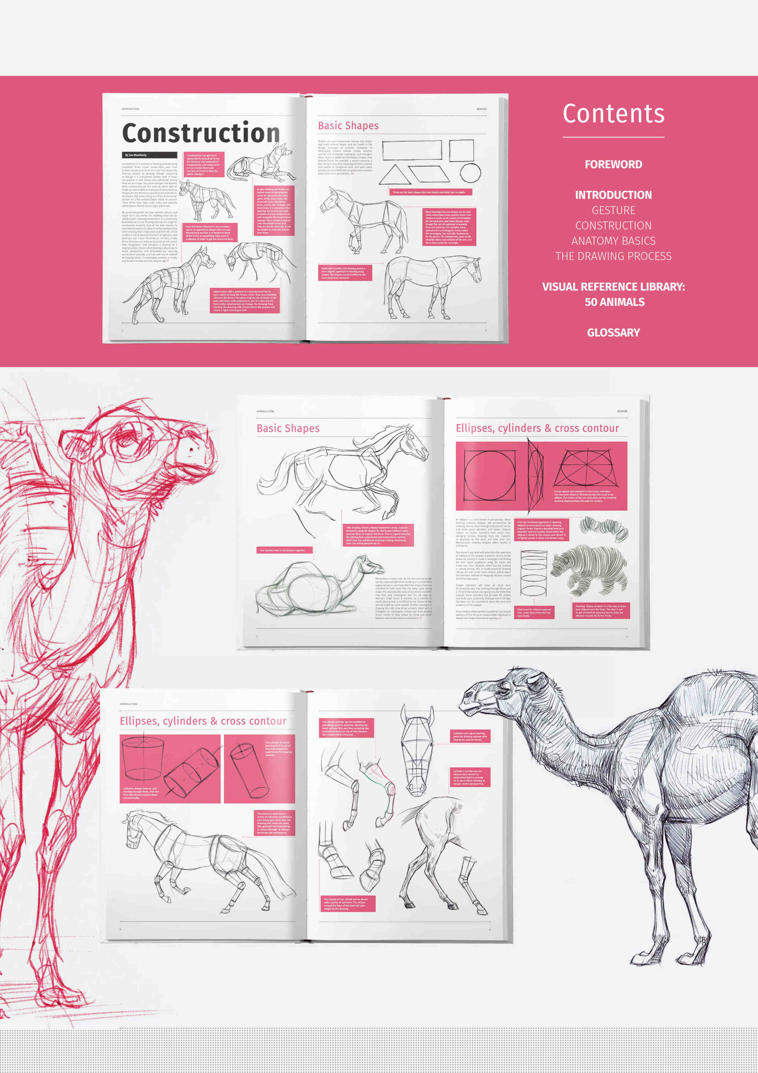 Animal Anatomy for Artists by 3dtotal Publishing | A visual guide