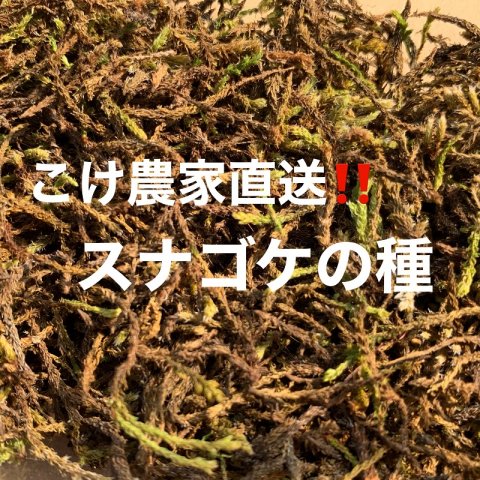 123-6 こけ専門農家直送!!スナゴケの種10L | クチコミで探すなら