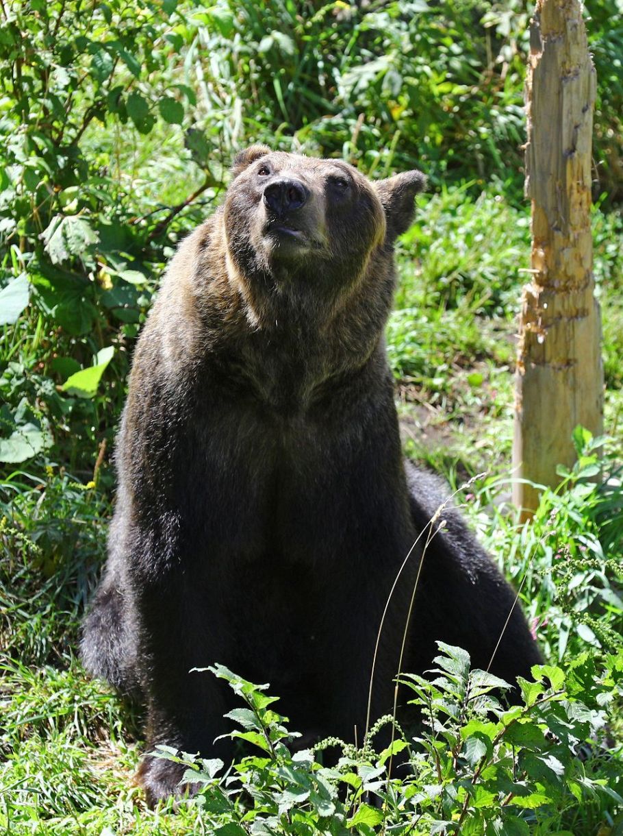 2 エゾヒグマ：まなぶんデジタル by 北海道新聞