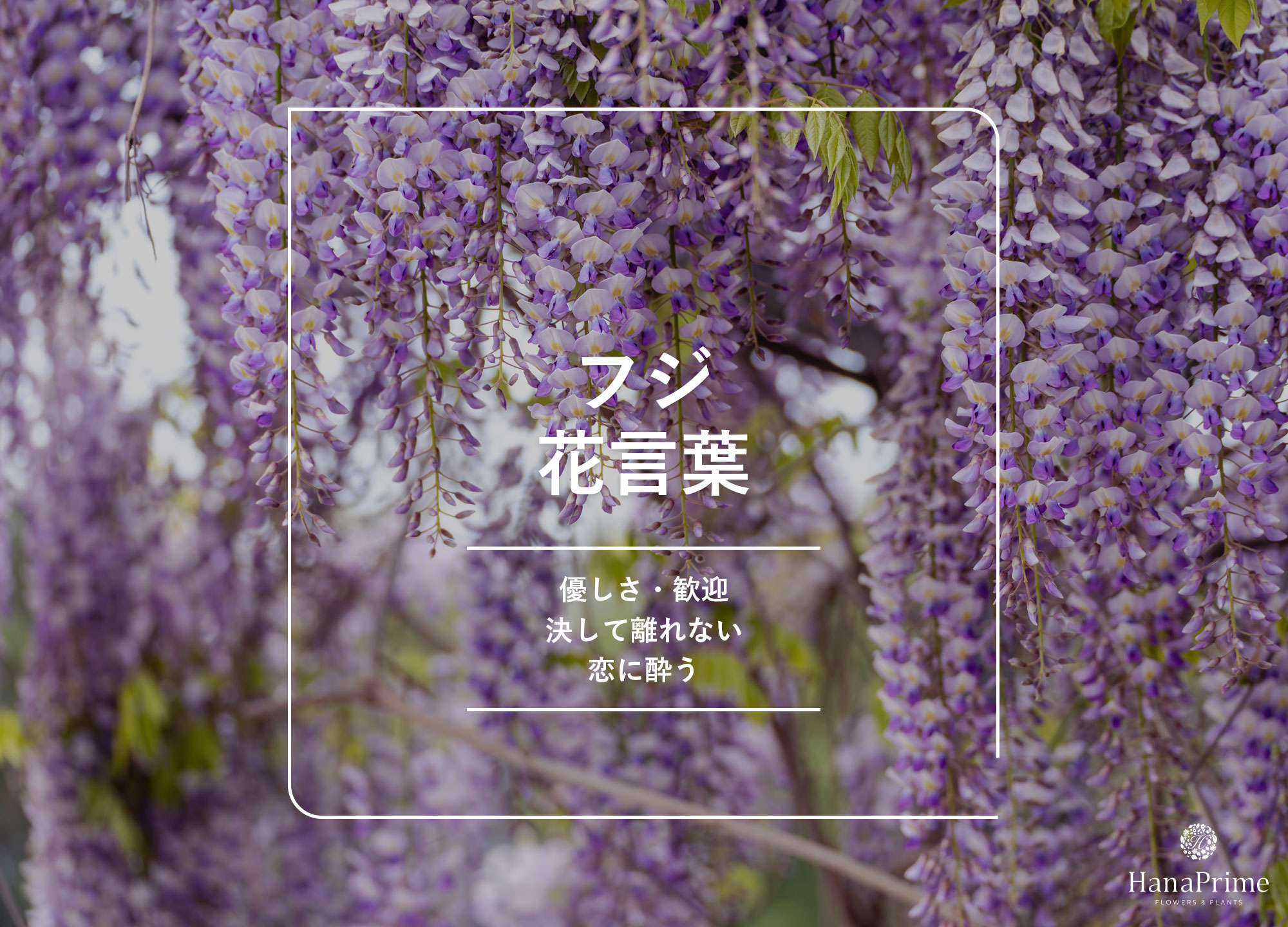 フジの花言葉｜藤の花の花言葉 ｜ 花言葉・誕生花｜HanaPrime（ハナ