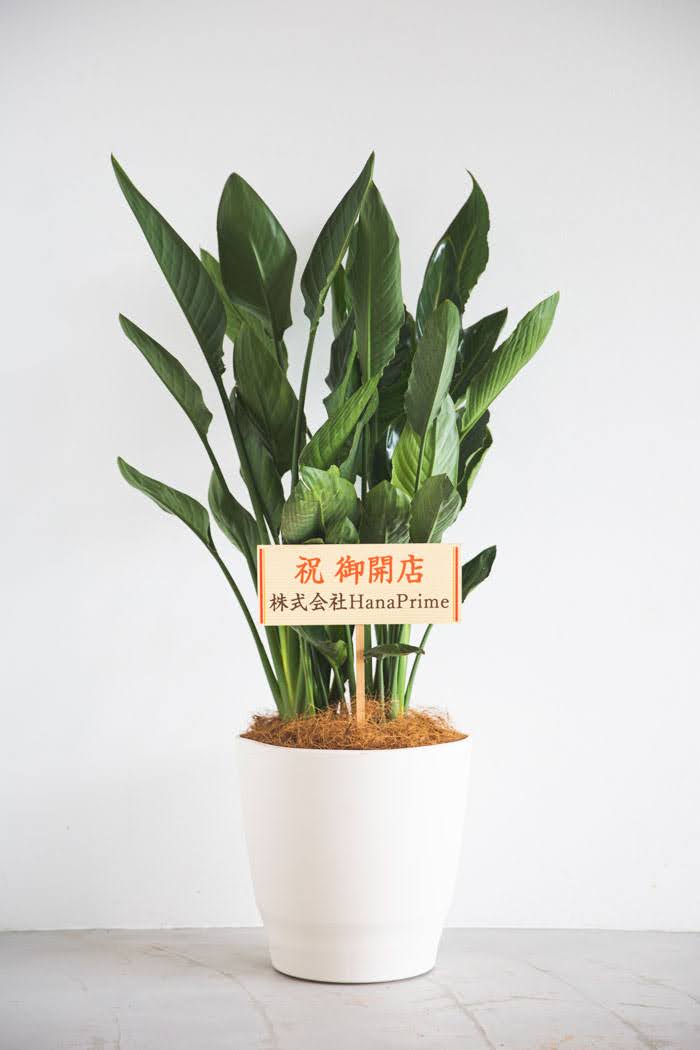 観葉植物 ストレリチアレギネ（10号鉢）｜HanaPrime（ハナプライム）