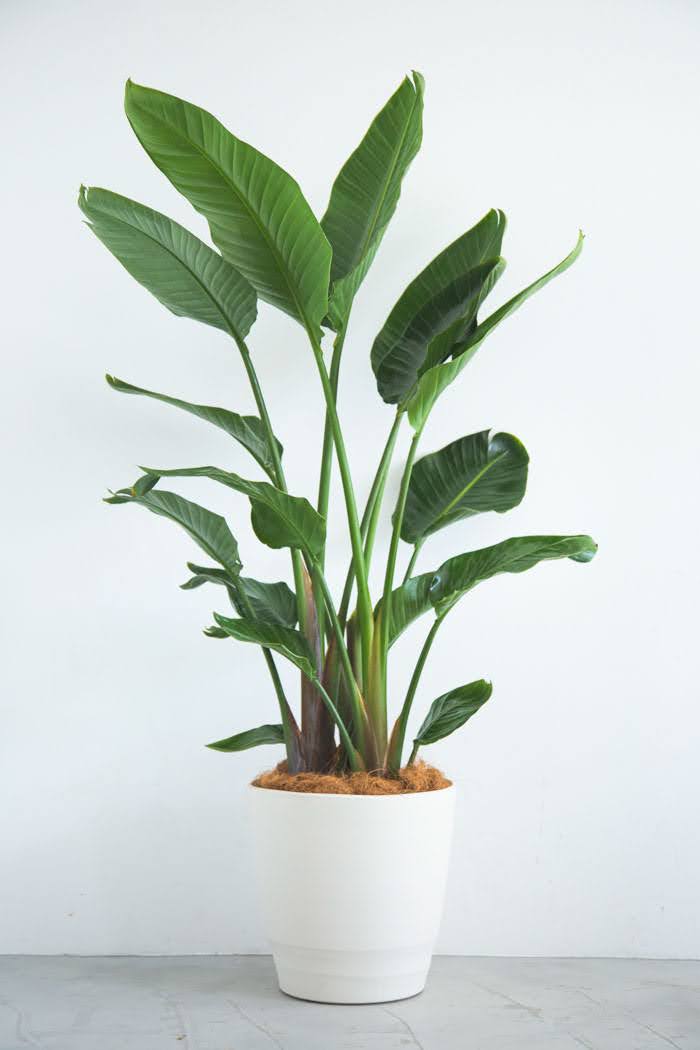 観葉植物 オーガスタ（10号鉢）｜HanaPrime（ハナプライム）