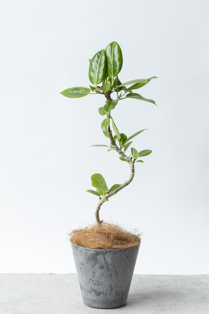 観葉植物 フィカス アルテシマ曲がり（4号鉢）｜HanaPrime（ハナプライム）
