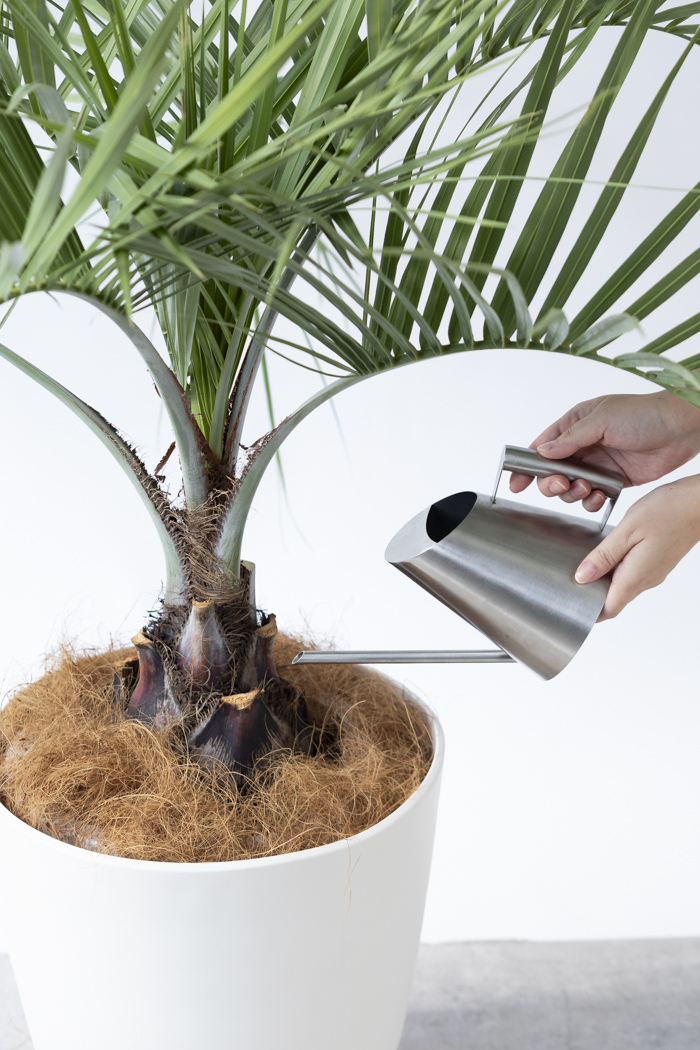 観葉植物 ココスヤシ（10号鉢）｜HanaPrime（ハナプライム）