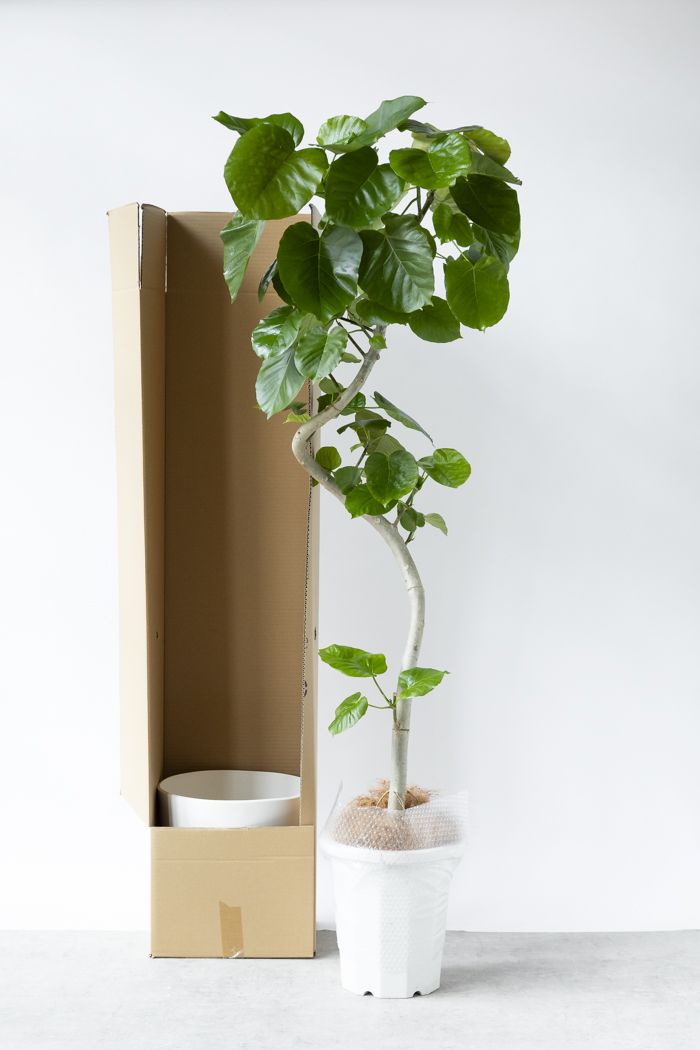 観葉植物 フィカス ウンベラータ曲がり（10号鉢）｜HanaPrime（ハナ