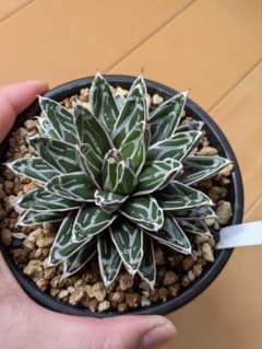 □日曜日値下げ【アガベ】【特濃ペンキ】【特選親株からの直子】姫笹の