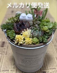 多肉植物⭐︎寄せ植え - メルカリ