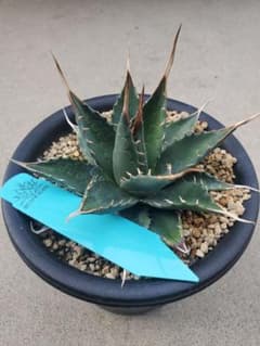 アガベ エボリスピナ × モンタナ ハイブリッド エボリモンタナ 中株