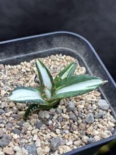 アガベ チタノタ 「太陽神錦」極白中斑錦 特白 明錦 極上美株 - メルカリ