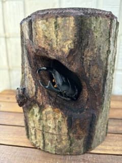 クワガタ隠れ家、クワリウム、樹洞、うろ、昆虫えさ台、登り木