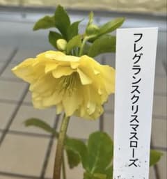 フレグランスタグ付き かぐや姫交配 クリスマスローズ 開花株 加藤農園