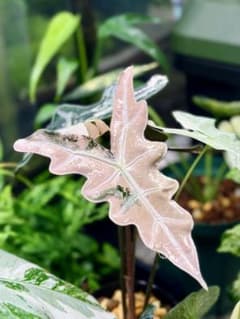 アロカシア ノビリス 斑入り ピンク AA04【マドカズラ モンステラ