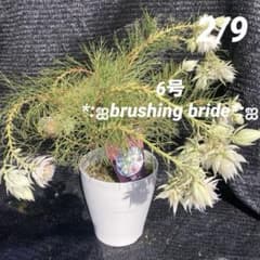 ②*:ஐ白花*:ஐジョーイセルリア・苗木【ブラッシングブライド