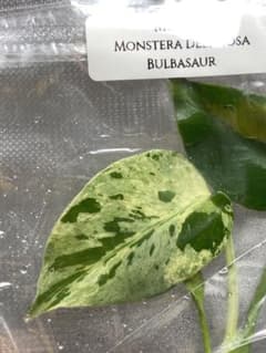 m13868235512_1.jpg?1765451116