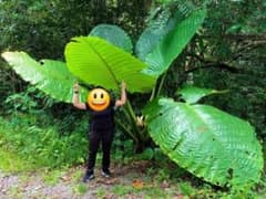 原種 世界最大 アロカシア ロブスタ サトイモ科 アロイド パルダリウム