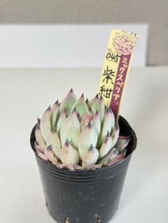 ミックスベリア 札付き おらいさん苗 紫紺の矢 - メルカリ