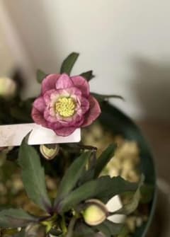 クリスマスローズ ポーセリン交配 株分け 苗 大木ナーセリー - メルカリ