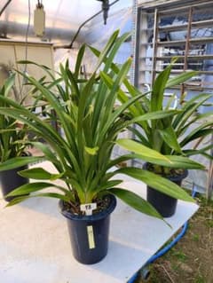 フォアゴットンフルーツ。花芽合計17個。5鉢セット。蜜蜂誘引蘭