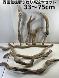 流木 No.255アク抜き済 煮沸紫外線殺菌済 爬虫類トカゲシェルター