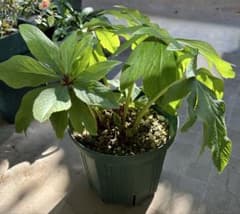 クリスマスローズ 大木ナーサリー アトロ系オーレア ss 6号苗 - メルカリ