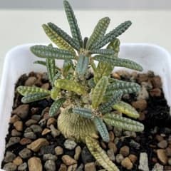 E30実生 まん丸 ドルステニア ギガス ブラータ - メルカリ