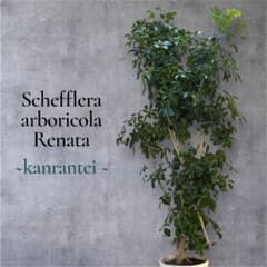 ☆ シェフレラ レナータ♪ 157cm リビングサイズ♪ - メルカリ