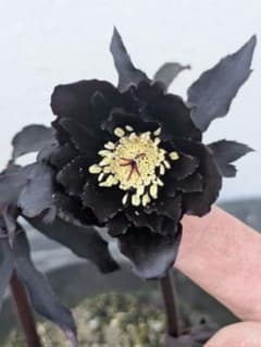漆黒極上個体】広瀬園芸 クリスマスローズ ブラックマジックdd - メルカリ