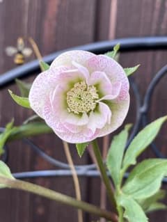 激レア】 フレックルキス dd 大和園 クリスマスローズ 株分 - メルカリ