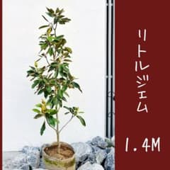 リトルジェム 1.4M(鉢底から) - メルカリ