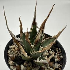 アガベ ユタエンシス エボリスピナ コークスクリュー 種子 実生 陽炎