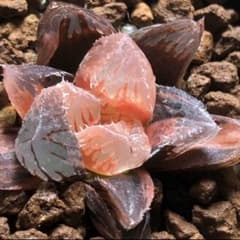 G*房様 多肉植物 ハオルチア 赤鳥オブツーサ錦 糊斑 鮮明錦 - メルカリ