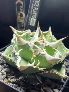 2026年最新】龍球会 アガベの人気アイテム - メルカリ