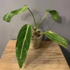 2026年最新】原種アンスリウムの人気アイテム - メルカリ