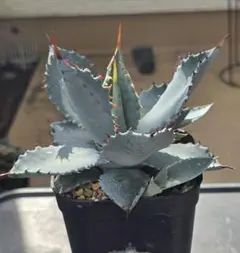 2026年最新】甲蟹 ハイブリッドの人気アイテム - メルカリ