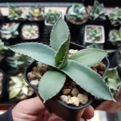 2026年最新】アガベ パリーホーチエンシスの人気アイテム - メルカリ