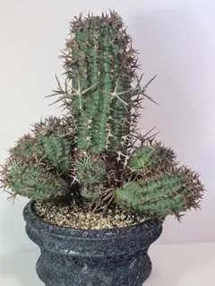 2026年最新】群星冠 メスの人気アイテム - メルカリ