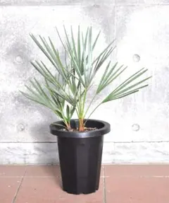 2026年最新】チャメロップス セリフェラの人気アイテム - メルカリ