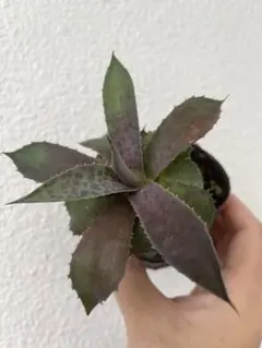 アガベ ハイブリッド 八荒雷神 曲刺八荒 陽炎強黒曲棘 特選 - メルカリ