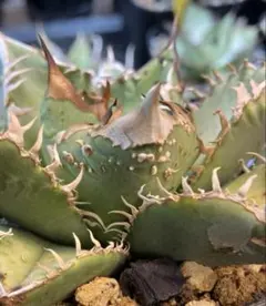 2026年最新】麻花龍 アガベの人気アイテム - メルカリ