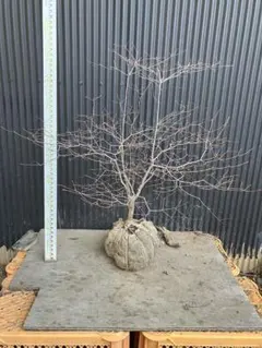 2026年最新】山採り ツツジの人気アイテム - メルカリ