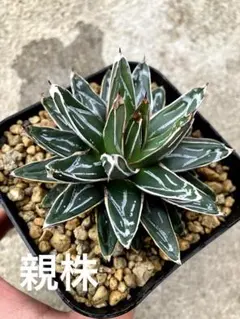 2026年最新】アガベ笹の雪の人気アイテム - メルカリ