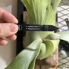 2026年最新】gizmo ビカクシダの人気アイテム - メルカリ