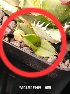 2026年最新】皇冠 子株の人気アイテム - メルカリ