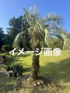 2026年最新】ココスヤシ シルバーの人気アイテム - メルカリ