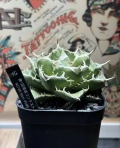 2026年最新】イラン株 アガベの人気アイテム - メルカリ