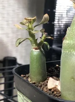 2026年最新】アデニウム ドワーフの人気アイテム - メルカリ