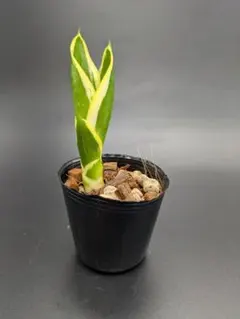 2026年最新】サンスベリアの人気アイテム - メルカリ