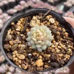 2026年最新】おらいさん苗 ちょこんの人気アイテム - メルカリ