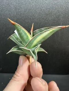 2026年最新】サンセベリア ピングイキュラの人気アイテム - メルカリ