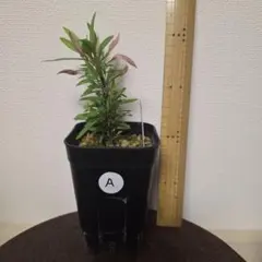 2026年最新】プルプシー 挿木の人気アイテム - メルカリ